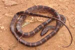 Indochinese Big-Tooth Snakes